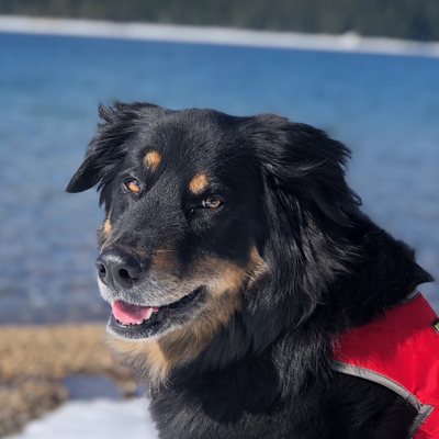 Tessa, a dog